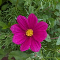 Blumenbouquet in Rot