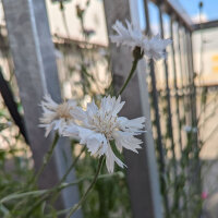 Blumenbouquet in Weiss