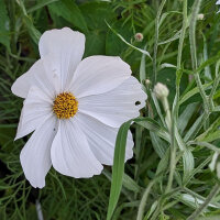 Blumenbouquet in Weiss