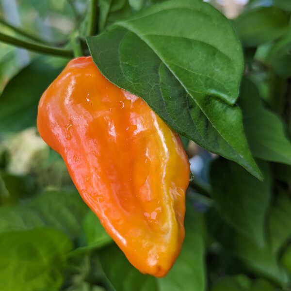 Milder Chili NuMex Suave Orange (Capsicum chinense) Samen