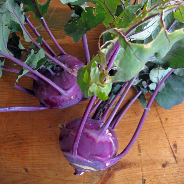 Violetter Kohlrabi Blauer Delikatess (Brassica oleracea var. gongylodes) Bio Samen