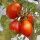 Tomate Piennolo del Vesuvio (Solanum lycopersicum) Samen