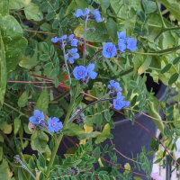 Chinesisches Vergissmeinnicht (Cynoglossum amabile) Samen