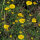 Färber-Hundskamille (Anthemis tinctoria) Samen