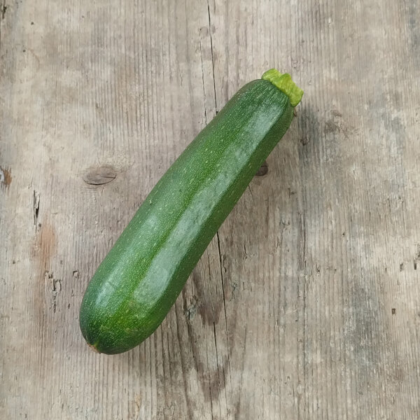 Zucchini Zuboda (Cucurbita pepo) Samen