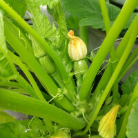 Zucchini Zuboda (Cucurbita pepo) Samen