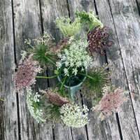 Violette Wilde Möhre Dara (Daucus carota)