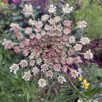 Violette Wilde Möhre Dara (Daucus carota)