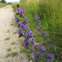 Gewöhnlicher Natternkopf (Echium vulgare) Samen