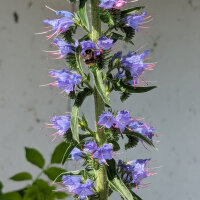 Gewöhnlicher Natternkopf (Echium vulgare) Samen