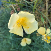 Kalifornischer Goldmohn Chrome Queen (Eschscholzia...