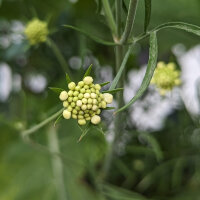 Gelbe Skabiose (Scabiosa ochroleuca)