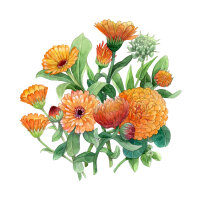 Sommerblumen in Orange (diverse Ringelblumensorten)...