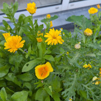 Sommerblumen in Gelb (diverse Arten & Sorten) Saatgutmix