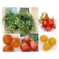 Balkon-Tomaten - Samen-Geschenkset