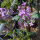 Gewöhnliche Nachtviole (Hesperis matronalis) Samen