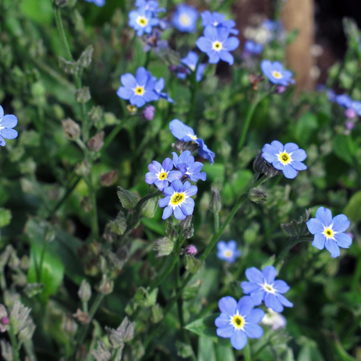 Wald Vergissmeinnicht Myosotis Sylvatica Samen