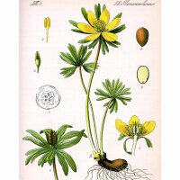 Winterling (Eranthis hyemalis) Samen