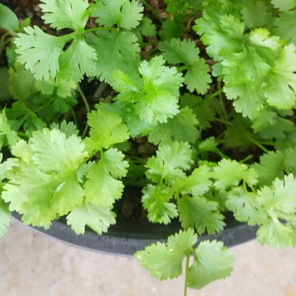 Cilantro / Blatt-Koriander (Coriandrum sativum) Bio Saatgut