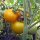 Gelbe Tomate Goldene Königin (Solanum lycopersicum) Bio Saatgut