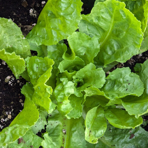 Endivien Salat Grüner Escariol (Cichorium endivia) Bio Saatgut