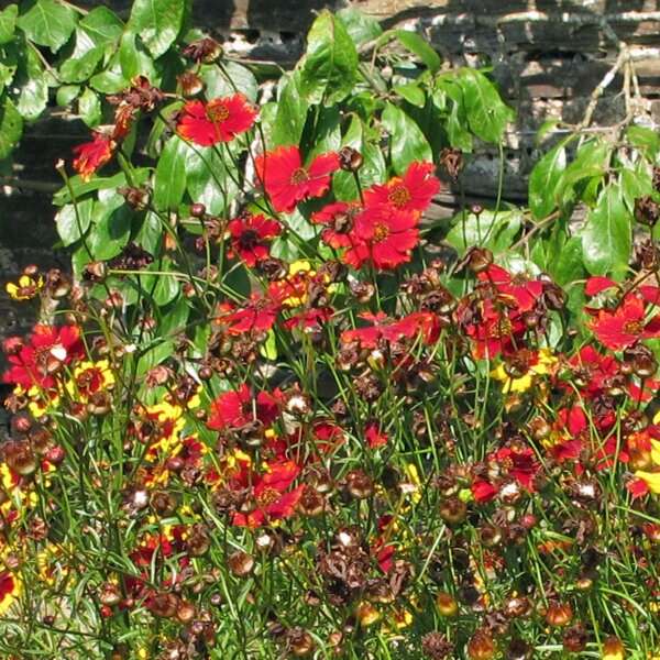 Mädchenauge Mahogany Midget (Coreopsis tinctoria) Bio Saatgut