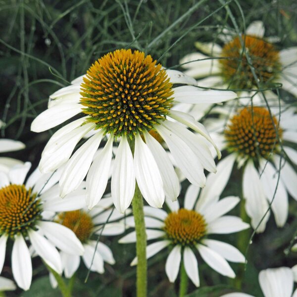 Weißer Sonnenhut White Swan (Echinacea purpurea) Bio Saatgut