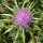 Mariendistel (Silybum marianum) Bio Saatgut