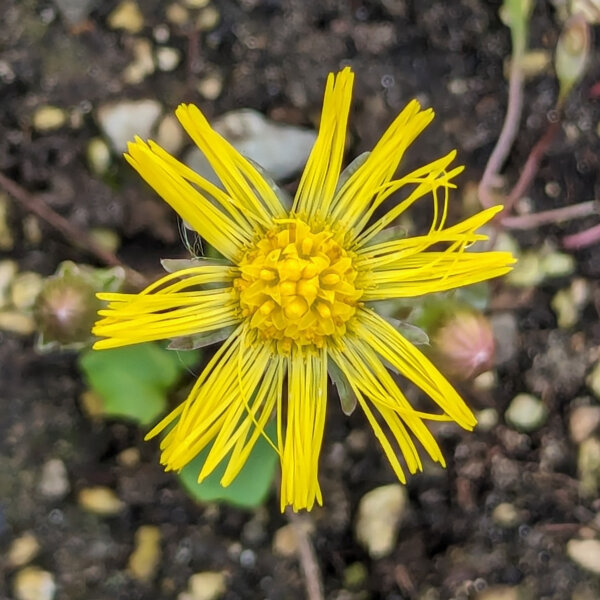 Gemeiner Huflattich (Tussilago farfara) Bio Saatgut