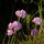 Strand-Grasnelke (Armeria maritima) Samen