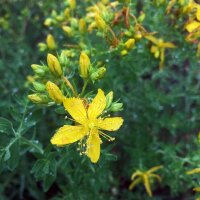 Echtes Johanniskraut (Hypericum perforatum) Bio Saatgut