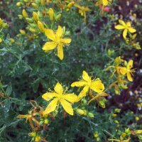 Echtes Johanniskraut (Hypericum perforatum) Bio Saatgut