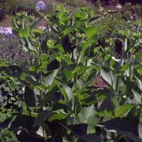 Echter Alant (Inula helenium) Bio Saatgut