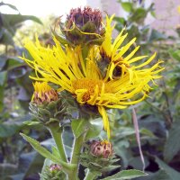 Echter Alant (Inula helenium) Bio Saatgut