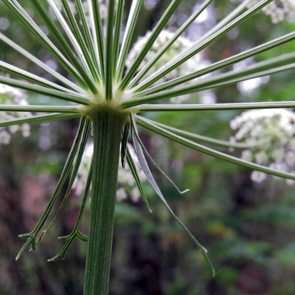 Meisterwurz (Peucedanum ostruthium) Bio Saatgut