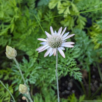 Papierblume (Xeranthemum annuum) Bio Saatgut