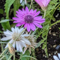 Papierblume (Xeranthemum annuum) Bio Saatgut