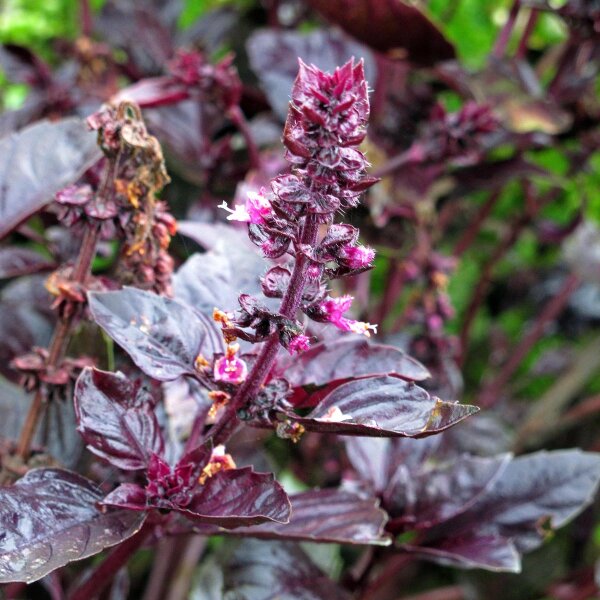 Violettes Basilikum (Ocimum basilicum) Bio Saatgut