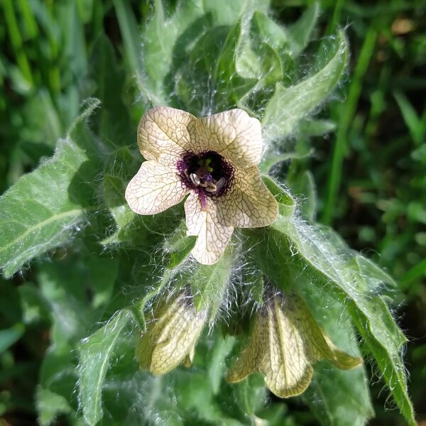 Schwarzes Bilsenkraut (Hyoscyamus niger) Bio Saatgut