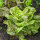 Romanasalat Forellenschluss (Lactuca sativa) Bio Saatgut