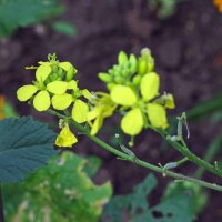 Insektenfreundliche  Bio -Blüh-Mischung (10 g passend für ca. 5 m² Fläche)