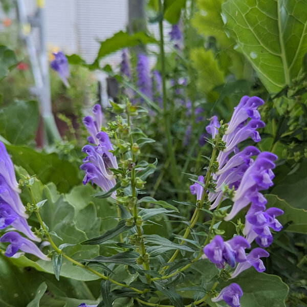 Baikal-Helmkraut / Chinesisches Helmkraut (Scutellaria baicalensis)