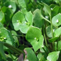 Postelein (Montia perfoliata) Bio Saatgut