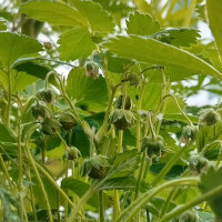 Scharlach-Erdbeere (Fragaria virginiana) Samen