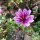 Gartenmalve Zebrina (Malva sylvestris) Bio Saatgut