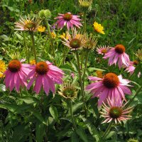 Roter Sonnenhut (Echinacea purpurea) Bio Saatgut