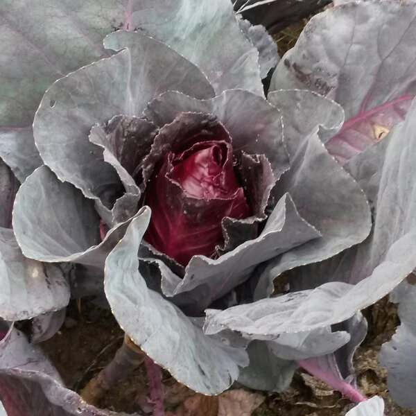 Roter Spitzkohl Kalibos (Brassica oleracea) Bio Saatgut