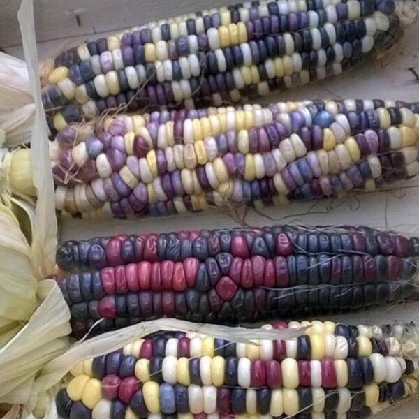 Bunter Zuckermais Rainbow Inka (Zea mays) Bio Saatgut